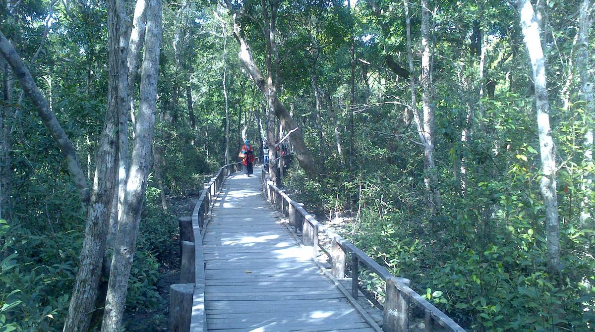 Sundarbans Mangrove Tour